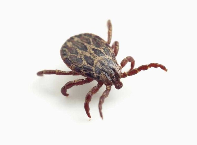 Lyme disease on the rise in Tuscarawas County