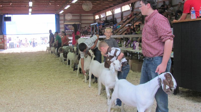 Market goat competition shows three of four top winners to be repeat blue ribbon awardees