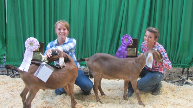 Market goat competition shows three of four top winners to be repeat blue ribbon awardees