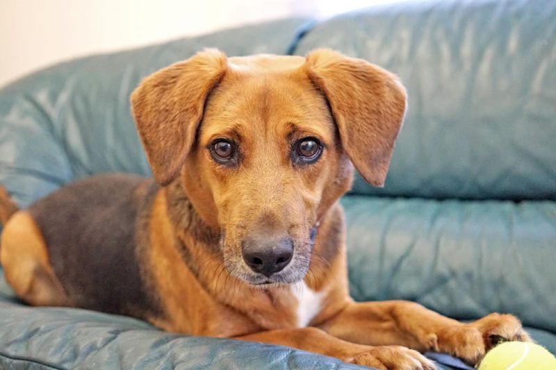Marley wants a new home for Christmas