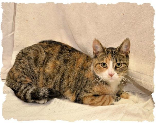 Mary is the Cat of the Week