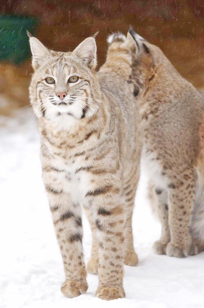 Meeting to decide on trap-kill for bobcats