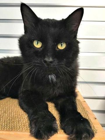 Midnight is the Cat of the Week
