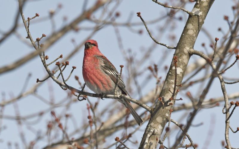 Minnesota birding in February