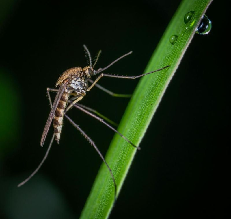 More mosquitoes test positive for West Nile virus