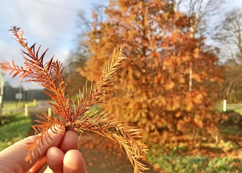 Mystery tree offers great chance to learn