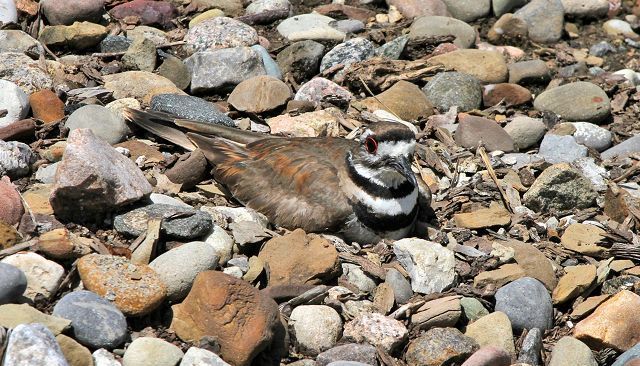 Nesting Killdeer a common sight in our area this time of year