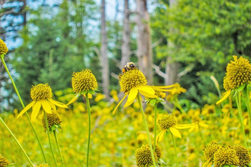 New app identifies wild bees