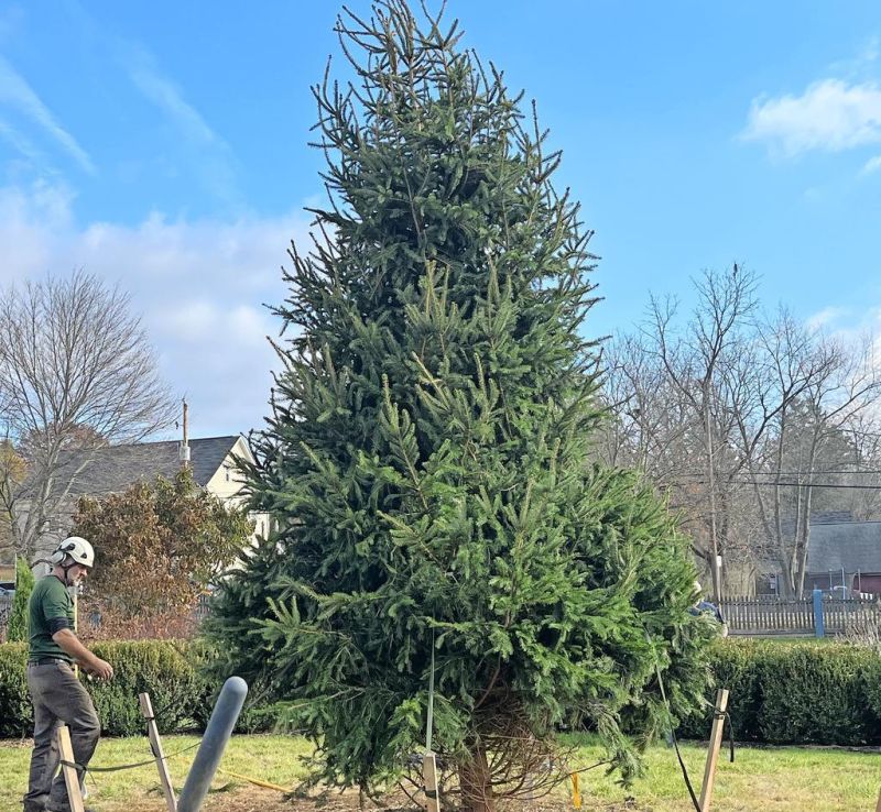 New Tree of Everlasting Life  is planted at the Zoar Garden
