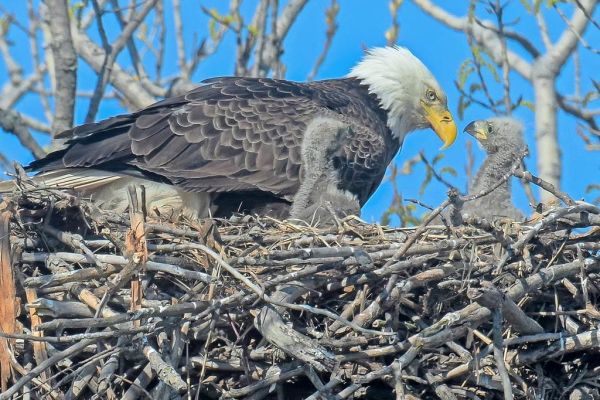 Ohio bald eagle nests soar to new high in 2025 census