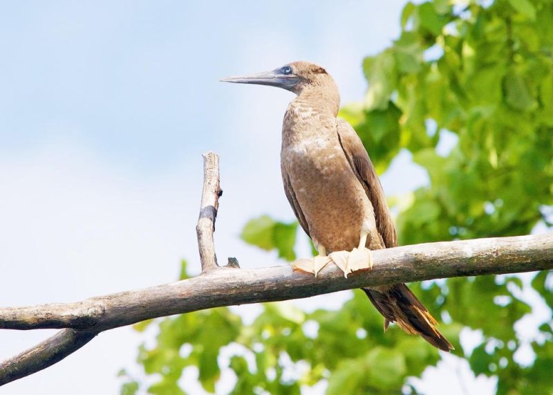 Bird spotted for first time in state in Summit County