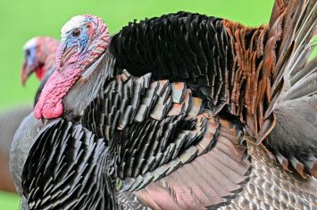 Ohio’s wild turkey hunters on a roll so far