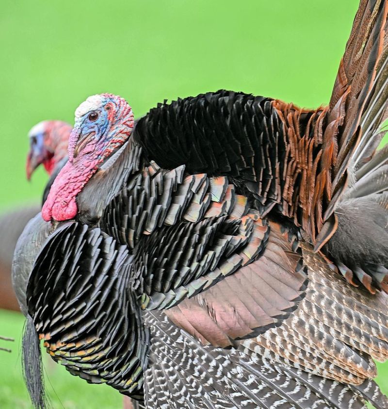 Ohio’s wild turkey hunters on a roll so far