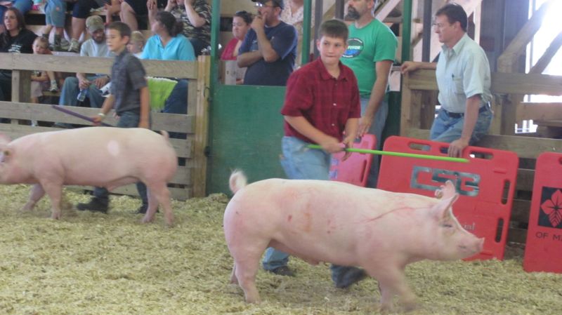 Oink! Pig showmanship competition is a great learning experience for 4-H youth