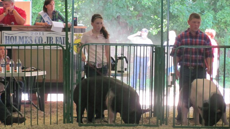 Oink! Pig showmanship competition is a great learning experience for 4-H youth