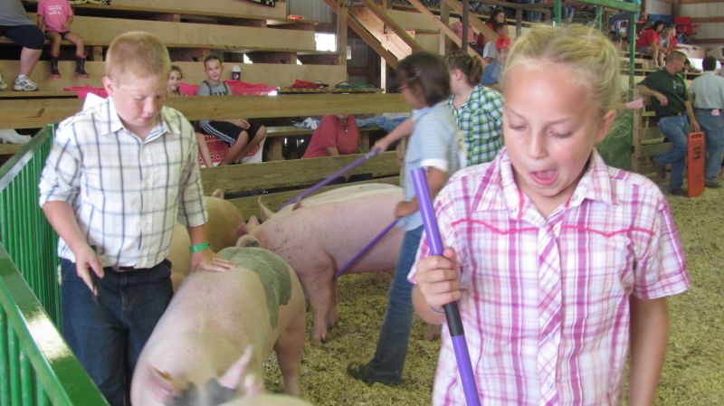 Oink! Pig showmanship competition is a great learning experience for 4-H youth