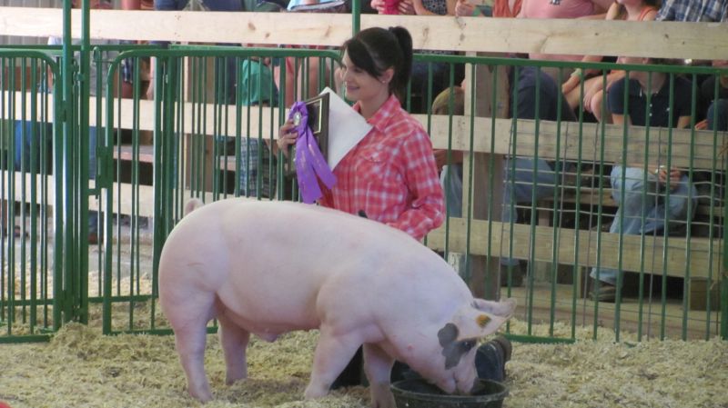 Oink! Pig showmanship competition is a great learning experience for 4-H youth