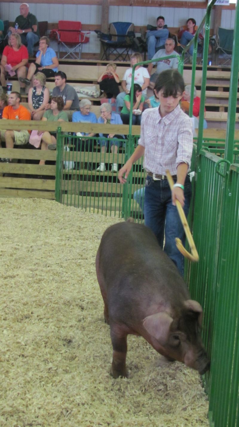 Oink! Pig showmanship competition is a great learning experience for 4-H youth