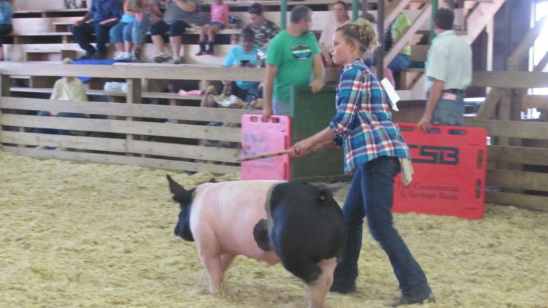 Oink! Pig showmanship competition is a great learning experience for 4-H youth
