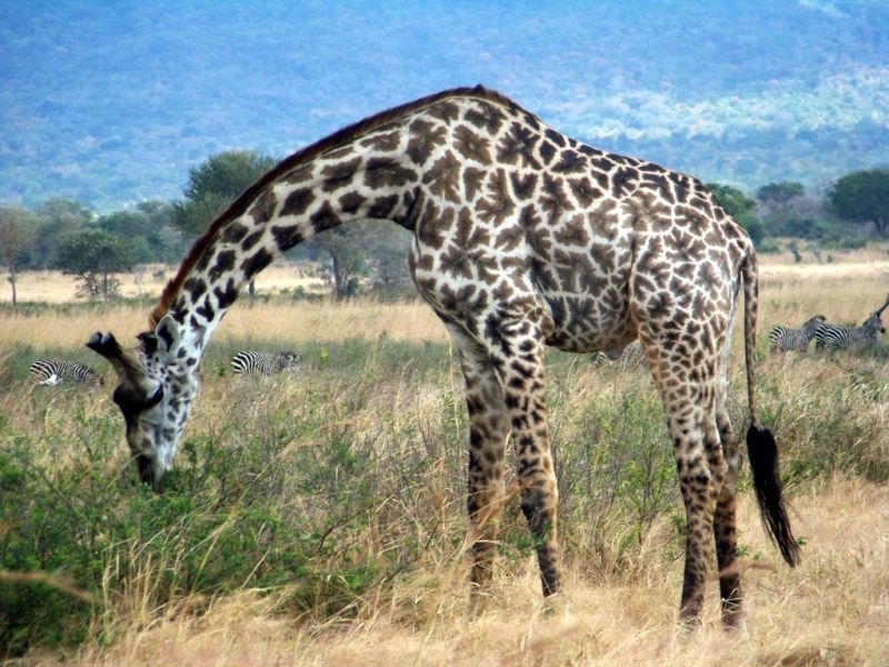 On a Mission: Wooster Team Travels to Tanzania