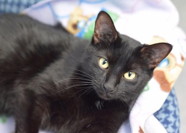 Onyx is the Cat of the Week