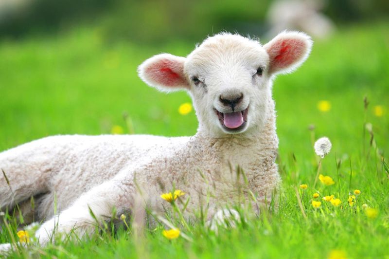 Opportunity abounds in lamb giveaway