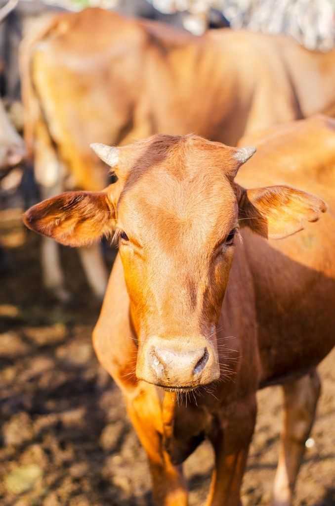 Organic Farming Conference: Making milk on 100% forage