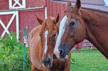 OSU Extension, ATI Equine co-hosting horse seminar