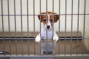 PAWS ready for summer of fundraising
