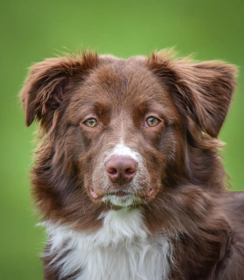 Photographer will immortalize your pet with Santa