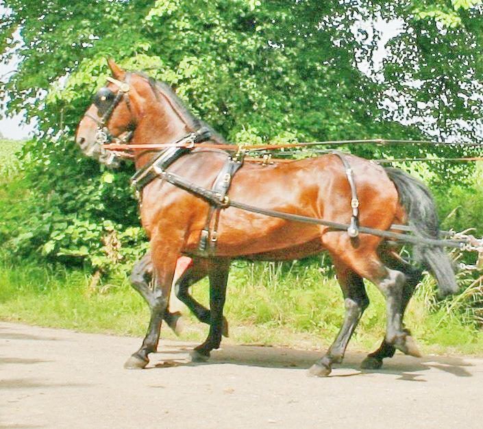 Plain communities will need to breed carriage horses