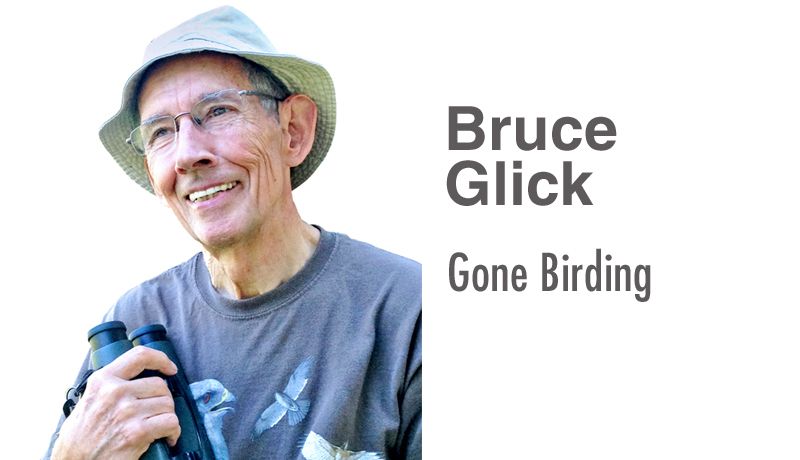 Pocatello is described as one of the best birding spots in Idaho