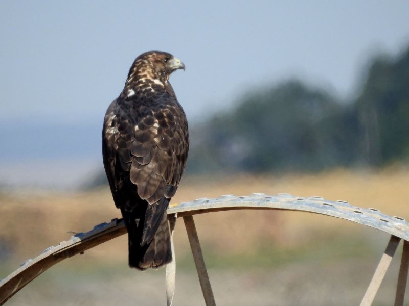 Pocatello is described as one of the best birding spots in Idaho