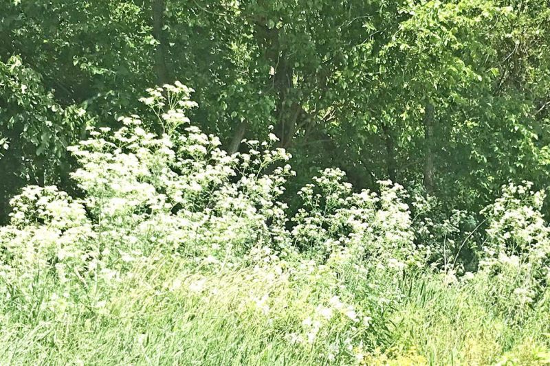 Poison ivy can drive you crazy, hemlock's worse