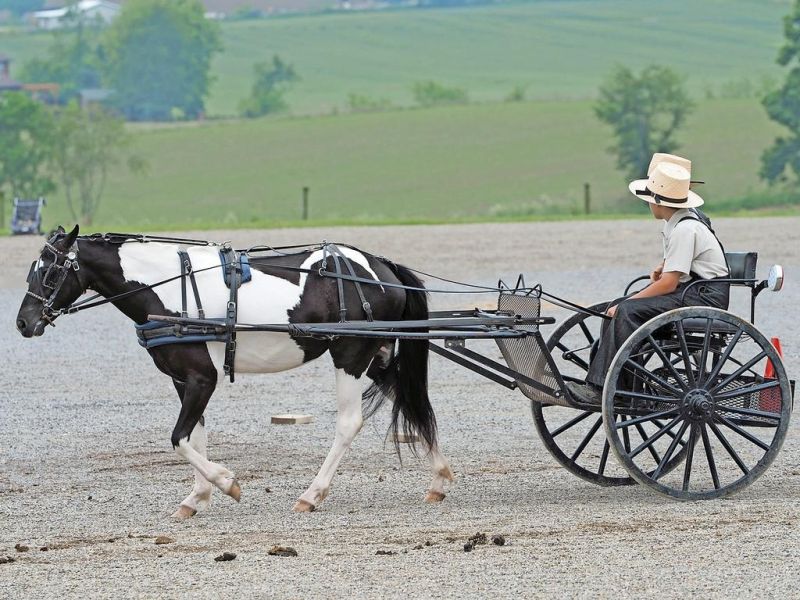 Memorial Day Benefit Pony Event a unique take on fundraising