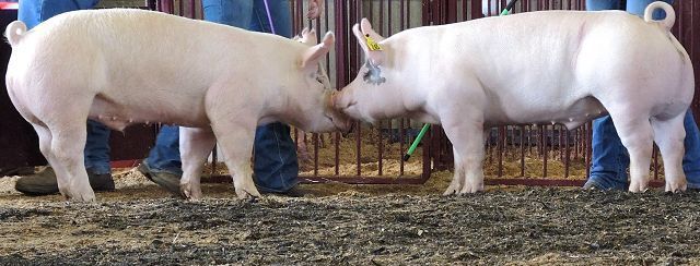 Porcine virus not a threat to humans, but will result in higher pork prices