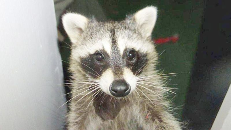 Positive case of rabies found in raccoon in Tuscarawas County