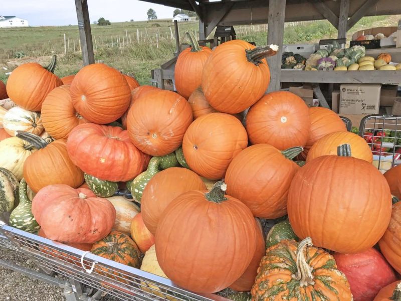 Here's what to do with your Halloween pumpkin