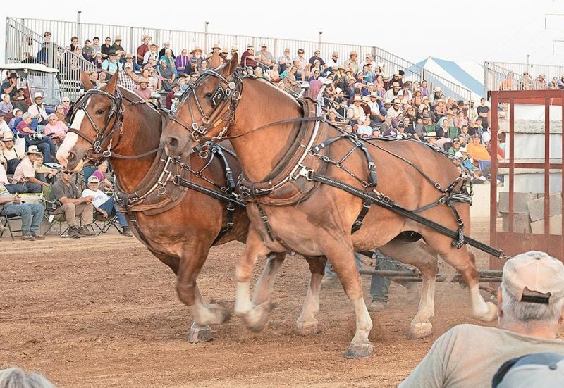 Powerful equine will shine at Doughty Valley Horse Pull