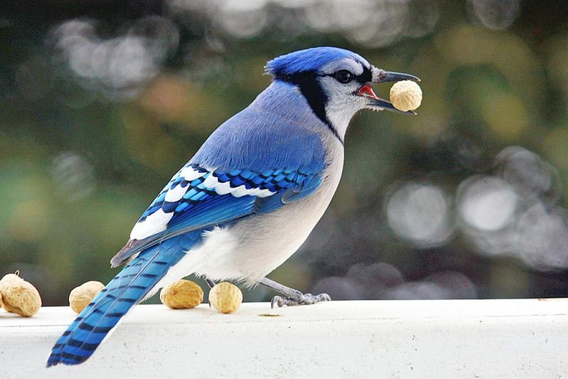 Public welcome to count birds