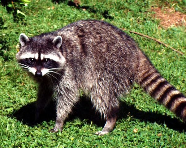 Rabies updaterare but present in Ohio