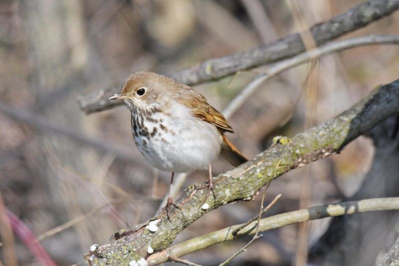 Rare bird sticks around