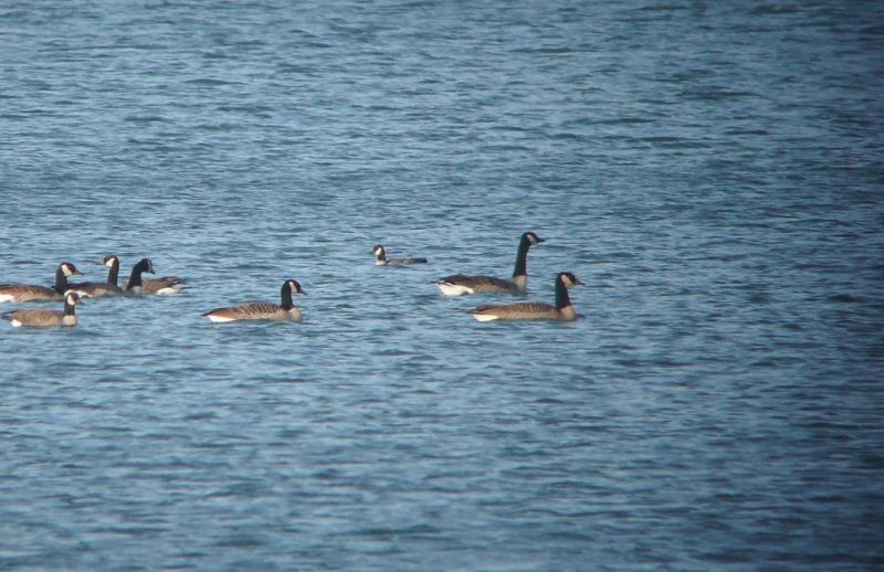 Rare Cackling Goose discovered among hundreds of Canada Geese
