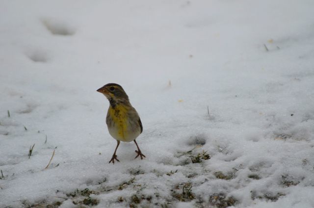 Rare in winter, a Dickcissel visits a birdfeeder east of Berlin