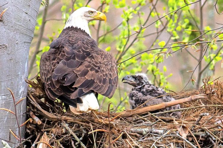 Report bald eagle nests to help monitor population