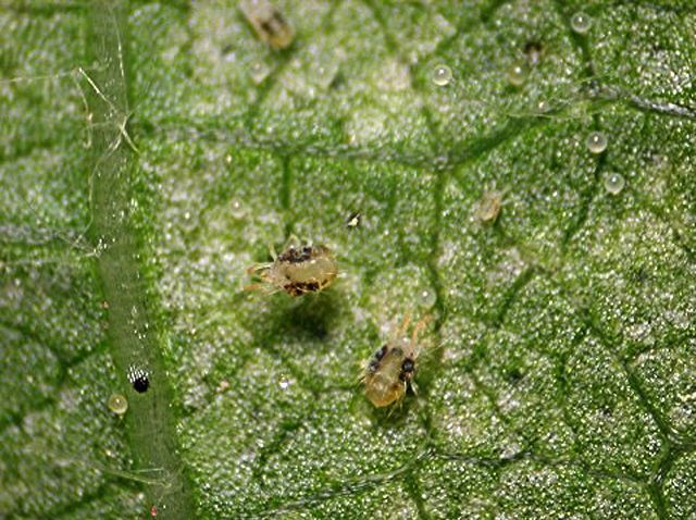 Risk for two spotted spider mites in soybean increases