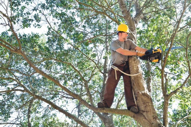 Road to close for tree removal