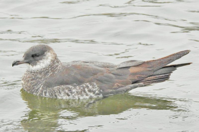 Run of rare birds have been keeping Ohio birders busy