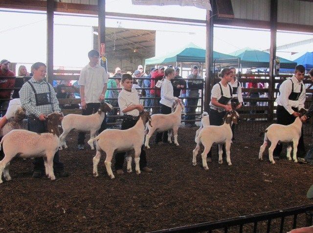 Saying goodbye difficult for market goat exhibitors