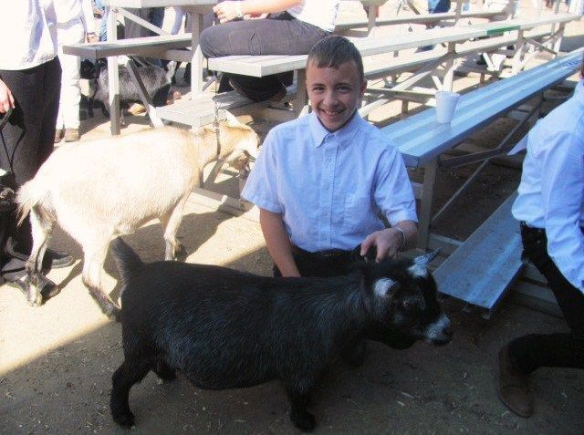 Saying goodbye difficult for market goat exhibitors